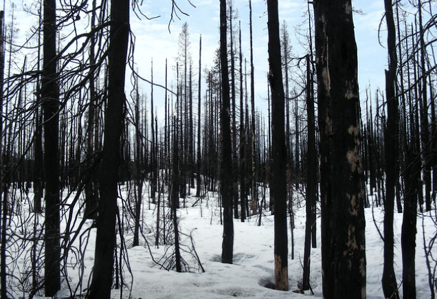 Revegetation Study